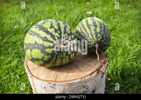 Two watermelons on a stump of tree in the yard on lawn. September Stock Photo