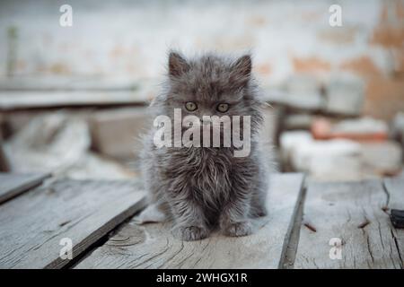 shaggy little gray kitten sits on wooden boards in the village. Lonely homeless cat.bokeh Stock Photo