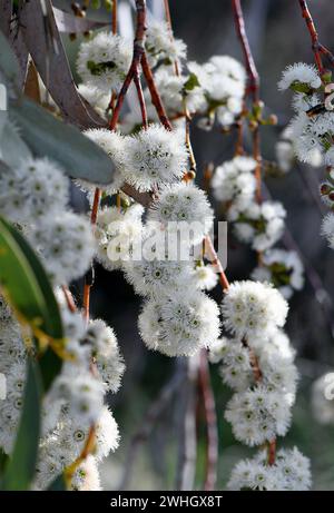 White blossoms of the Australian native Snow Gum, Eucalyptus pauciflora, family Myrtaceae, growing in Snowy mountains region, NSW Stock Photo