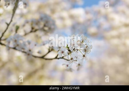 White blossoms on a branch of a wild plum tree in the garden or park, spring holiday greeting card like Easter or Mothers day, b Stock Photo