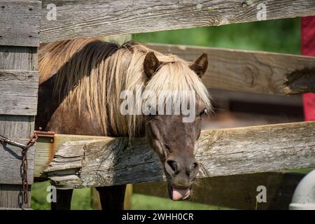 Close Up View of a Brown and Blonde Miniature Pony, Sticking It's Head and Tongue Out Thru Stock Photo