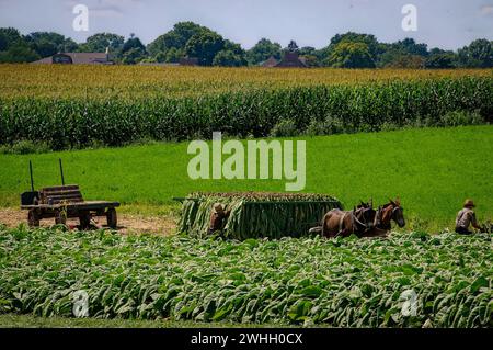 View of an Amish Man Putting Harvested Tobacco on a Wagon to Bring To Barn for Drying Stock Photo