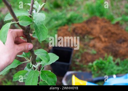 An apple tree seedling in the garden is prepared for planting in the open ground. Fruit tree from the nursery, growing organic f Stock Photo