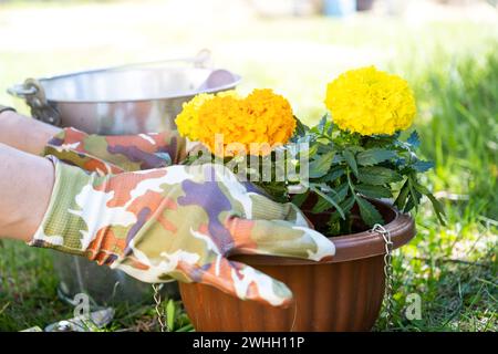 Yellow and orange marigold seedlings with roots are prepared for planting in the open ground in spring. Unpretentious garden flo Stock Photo