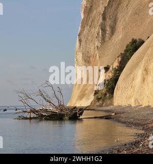 Fallen tree at Moens Klint, Denmark. Stock Photo