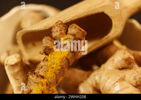 Ginger Roots on a dark background. Stock Photo