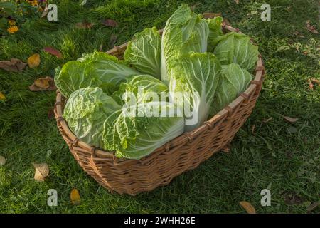 Peking cabbage (l. Brassica rapa subsp.pekinensis), it is also Chinese cabbage, or petsai, or salad Stock Photo