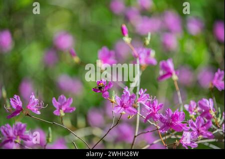 Korean rhododendron Stock Photo