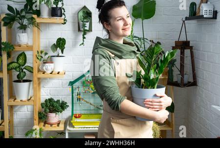 Unpretentious and popular Zamiokulkas in the hands of a woman in the interior of a green house with shelving collections of dome Stock Photo