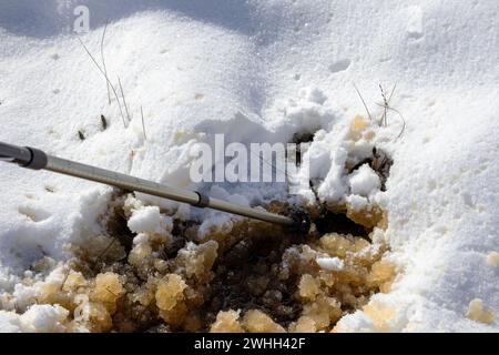 A hole is drilled in the snow with a metal stick and brown water flows from it Stock Photo
