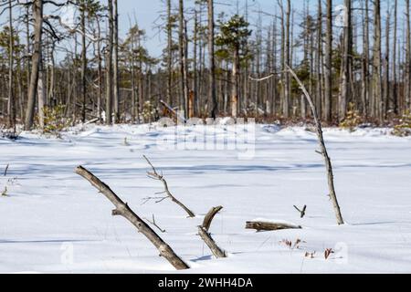 A withered tree trunk in a swamp on a snowy background in the day Stock Photo