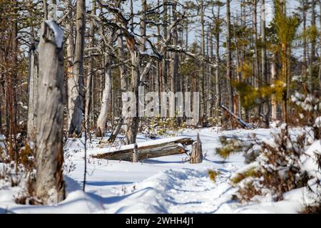 A withered tree trunk in a swamp on a snowy background in the day Stock Photo