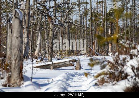 A withered tree trunk in a swamp on a snowy background in the day Stock Photo