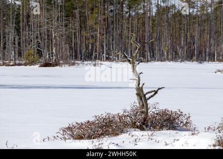 A withered tree trunk in a swamp on a snowy background in the day Stock Photo