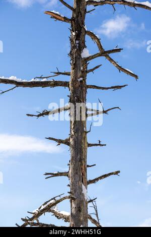 Dead and fallen tree trunks on top of each other on a sunny winter day Stock Photo