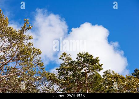 Silhouettes of tree branches on the sky with light clouds Stock Photo