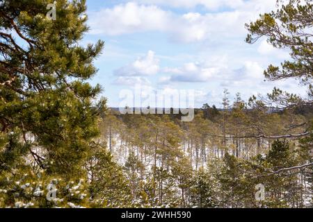 nature view in winter with small and large coniferous trees on the background of the sky with clouds Stock Photo