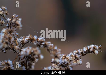 A drop of dew on a thin cobweb on goldenrod flowers Stock Photo