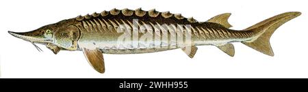 European sea sturgeon Acipenser sturio, Millot, Adolphe (1857-1921) u. Desmoulins sc. (encyclopedia, 1910), Europäischer Stör Stock Photo