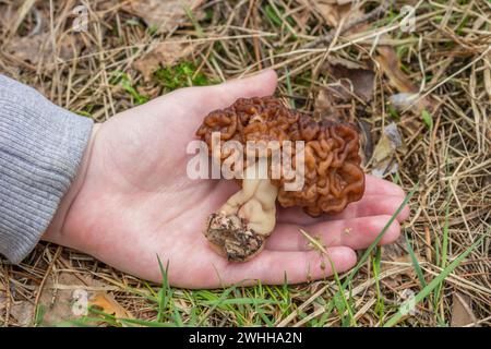 Gyromitra esculenta is conditionally edible mushroom on child hand Stock Photo