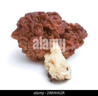 Gyromitra esculenta is conditionally edible mushroom  on white Stock Photo