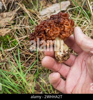 Gyromitra esculenta is conditionally edible mushrooms growing in spring Stock Photo