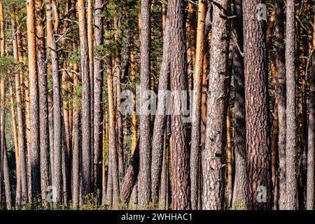 Bosque de pino silvestre Stock Photo