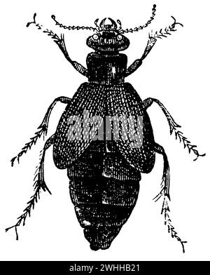 Oil beetle, Meloe proscarabaeus, anonym (zoology book, 1886), Schwarzblauer Ölkäfer, méloé printanier Stock Photo