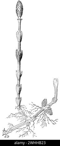 horsetail, fertile shoot, Equisetum arvense, anonym (evolution history book, 1890), Acker-Schachtelhalm, fruchtbarer Trieb, Prêle des champs, pousse fertile Stock Photo