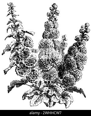 hollyhock, Alcea rosea,  (garden book, 1877), Stockrose, Roses trémières Stock Photo