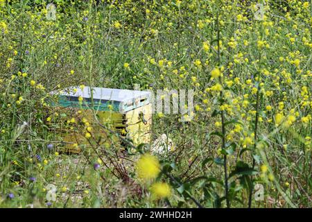Old beehive with peeling paint on a meadow with yellow wildflowers, copy space Stock Photo