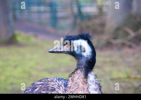 Emu with black and blue neck, orange eyes, in a natural enclosure with trees. Stock Photo