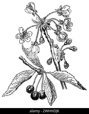 bird cherry, Prunus avium,  (botany book, 1910), Vogel-Kirsche, merisier Stock Photo