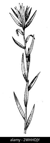 orange lily, Lilium bulbiferum,  (botany book, 1910), Feuer-Lilie, lis orangé Stock Photo