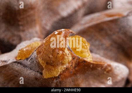 Close-up of the leaves of a Coulter Pinecone with fibonacci spirals Stock Photo