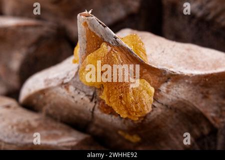 Close-up of the leaves of a Coulter Pinecone with fibonacci spirals Stock Photo