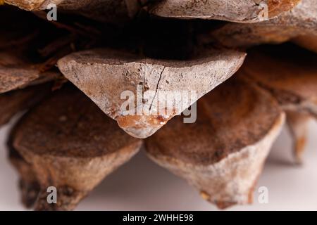 Close-up of the leaves of a Coulter Pinecone with fibonacci spirals Stock Photo