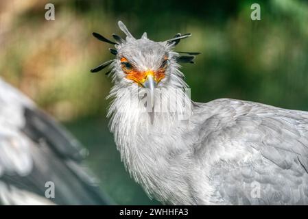 Portrait of the fascinating Secretary bird, a large predatory bird that mostly stays on the ground. Stock Photo