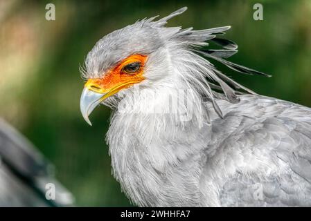 Portrait of the fascinating Secretary bird, a large predatory bird that mostly stays on the ground. Stock Photo