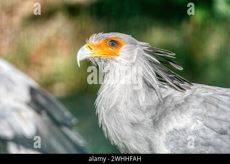 Portrait of the fascinating Secretary bird, a large predatory bird that mostly stays on the ground. Stock Photo