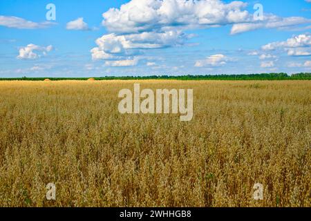 A vast field of golden oat under a blue sky dotted with fluffy white clouds. Stock Photo