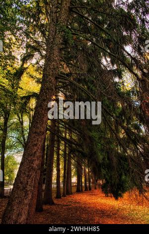 The image shows a forest path covered in fallen leaves, surrounded by tall trees with green and brown foliage, illuminated by soft sunlight filtering Stock Photo