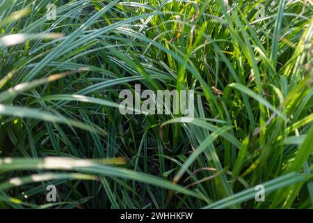 background with sedge grass Stock Photo