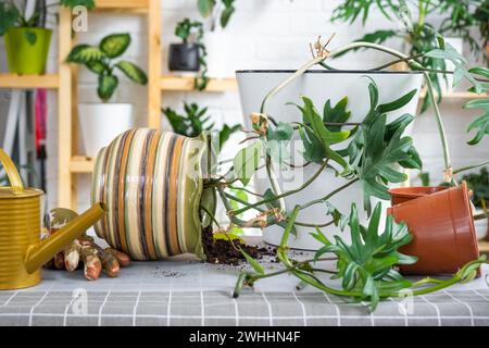 Repotting a home plant Philodendron into new pot in home interior. Caring for a potted plant, earthen lump with roots, layout of Stock Photo