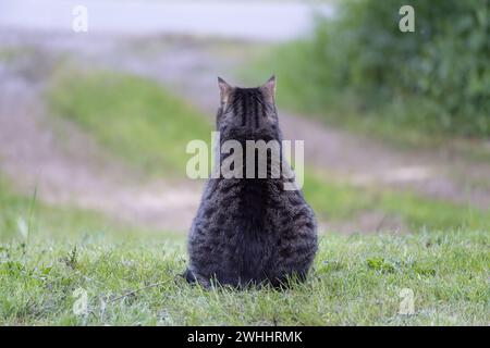 Tabby cat from behind siting on the grass in front of a driveway, waiting for its family coming home, copy space Stock Photo