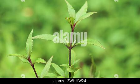 Ageratina riparia. It has most commonly been used as an ornamental plant Stock Photo