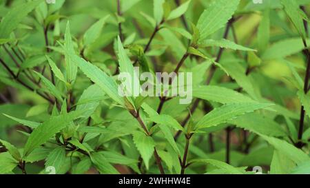 Ageratina riparia. It has most commonly been used as an ornamental plant Stock Photo