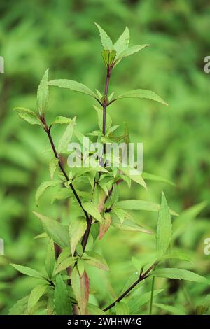 Ageratina riparia. It has most commonly been used as an ornamental plant Stock Photo
