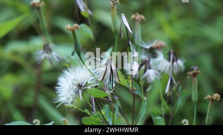 Yerba Porosa (Porophyllum ruderale, Bolivian coriander, quillquina, killi). This a plant that is used medically to reduce swelling of infected injury Stock Photo
