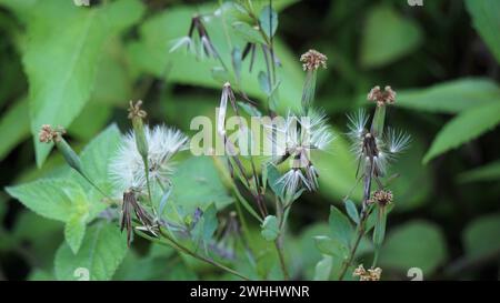 Yerba Porosa (Porophyllum ruderale, Bolivian coriander, quillquina, killi). This a plant that is used medically to reduce swelling of infected injury Stock Photo